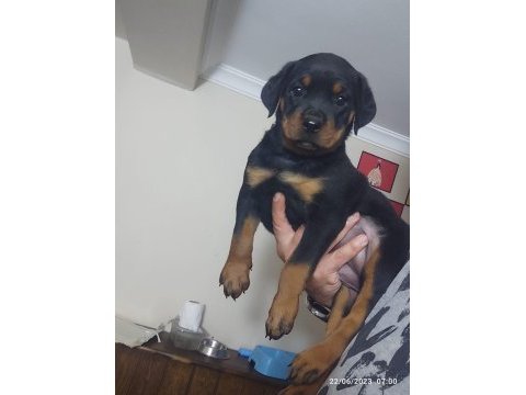 2 aylık dişi rottweiler mükemmel anatomi bayram öncesi acil