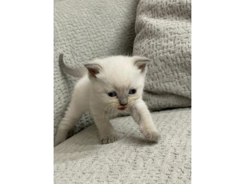 7 adet yavru scottish fold