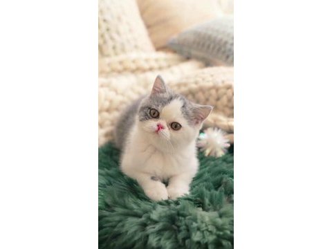 Çok tatlı yavru kedimiz