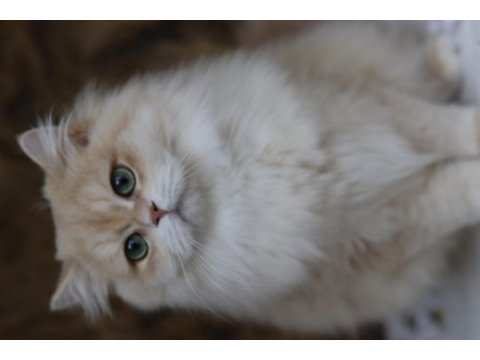 British longhair erkek kedimiz