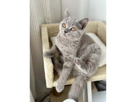 Safkan brıtısh shorthaır