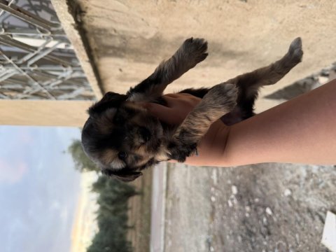 Dişi erkek maltipoo mevcut ister elden ister gönderm