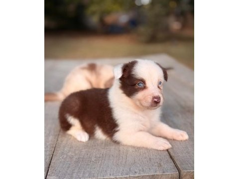 Ultra kalite border collie yavrularımız