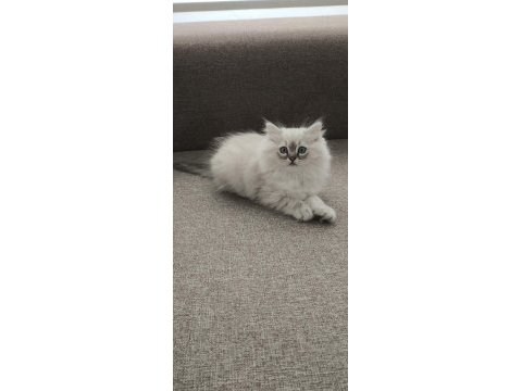 Pamuk gibi chinchilla yavrum