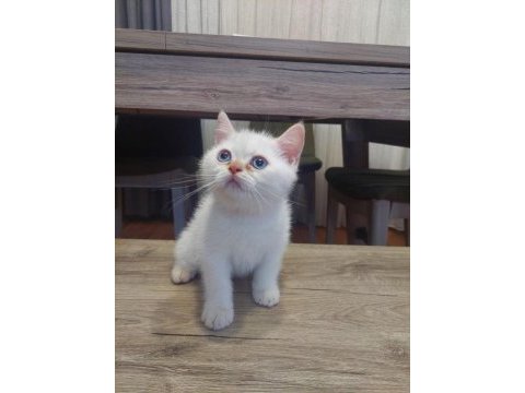 British shorthair 2 aylık erkek yavru