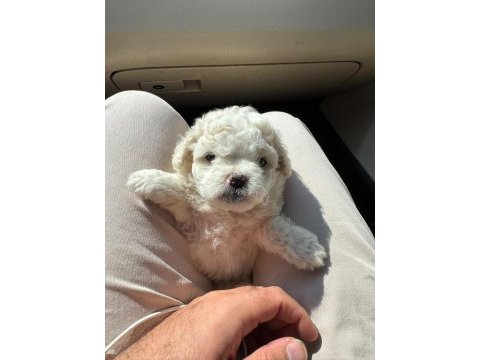 Ayı surat maltipoo bebeklerim
