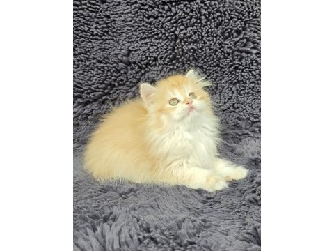 Güzel british longhair kızım yeni evini arıyor