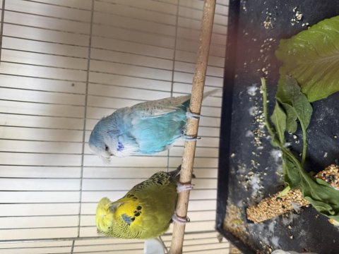 Show jumbo japones tepeli limon hobi kuşlar