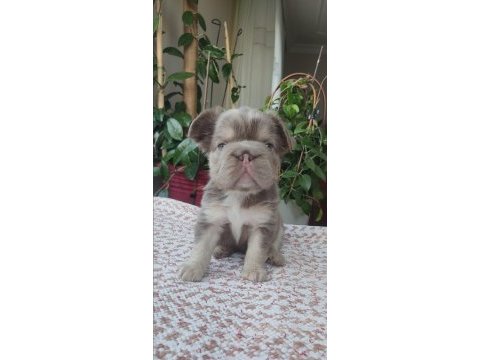 Egzotik yavru köpekler