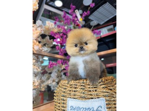 Micro pomeranian boo