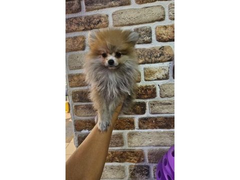 Ruhsatlı işletmeden safkan pomeranian boo