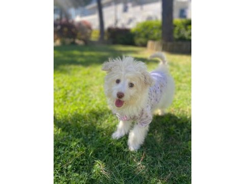 4 aylık yavru günü gelen tüm aşıları yapılmıştır maltipoo