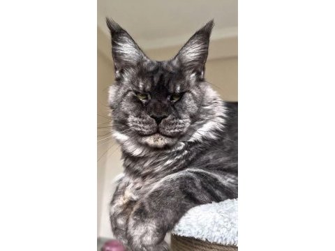 Türkiyenin her şehrine bizzat teslim big size maine coon