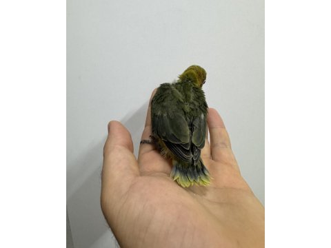 El besleme yavru cennet papağanları