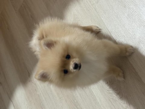 Pomeranian boo 3 aylık