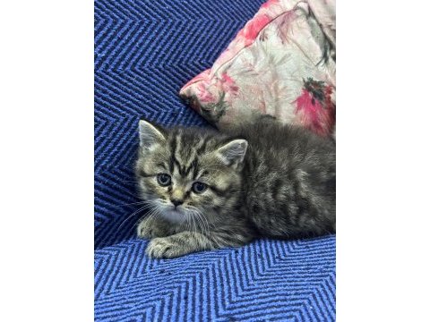 British shorthair ve scottish fold