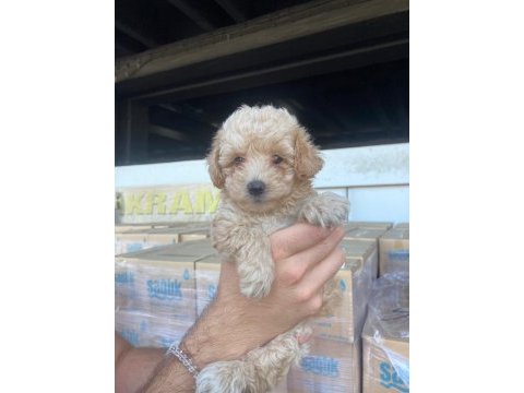 Kıvır kıvır 0 numara poodle