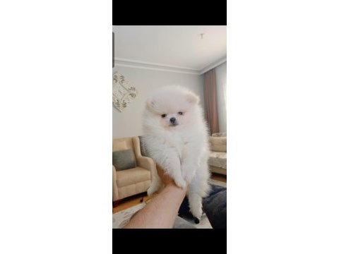 Pomeranian boo erkek yavru