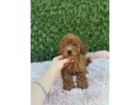 Toy poodle bebekler