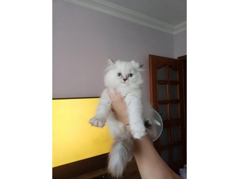 Secereli orjinal silver chinchilla yavrular