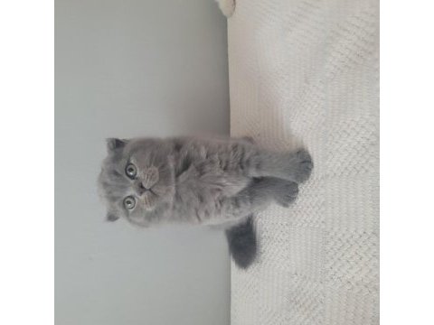 Kendi kedimin scottish fold yavruları sahiplendireceğim