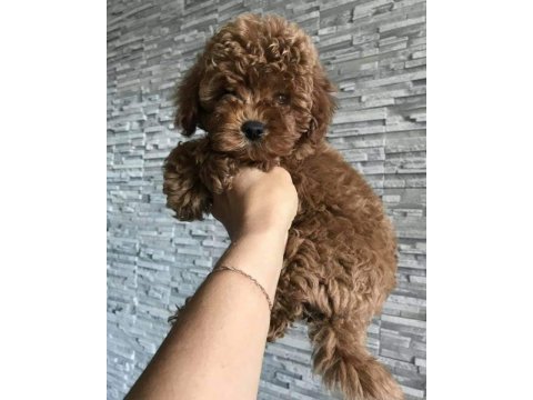 Toypoodle yavrularımız 