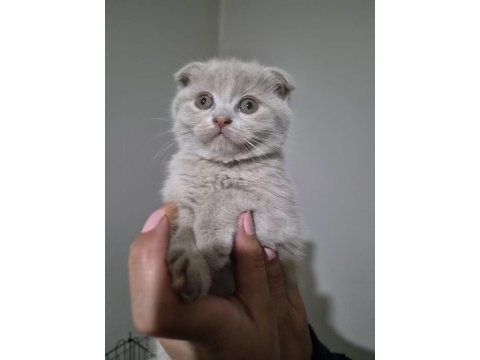 Scottish fold lilac fawn