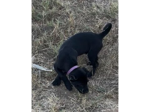 Safkan cane corso