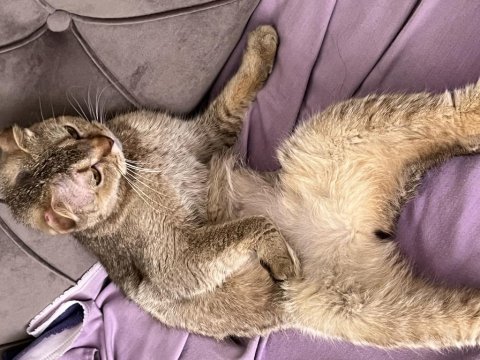Scottish fold ny25 3 yaşında