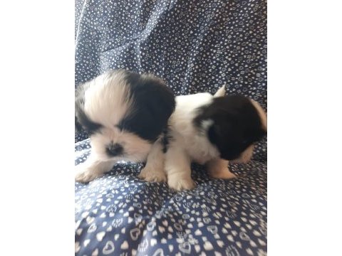 Anne ve baba safkan shih tzu bebişler