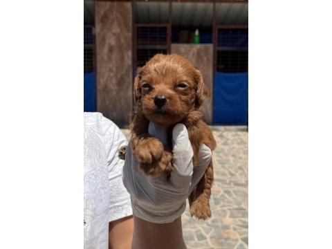 Sevimli maltipoo yavrularımız