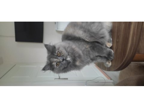 9 aylık dişi british longhair