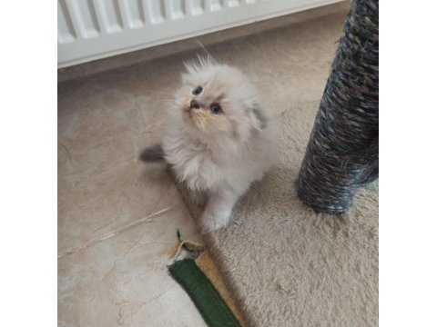 Scottish fold yavrumuz