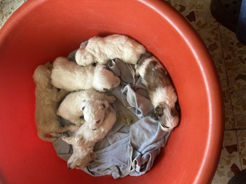 Yavru puppy köpekler