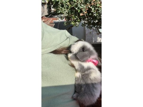Veteriner hekimden yavru lop tavşanlar