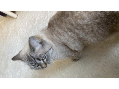 1 yaşında british blue point ücretsiz
