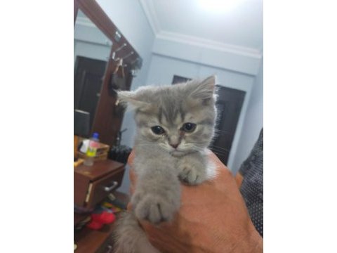 Scottish fold yavrular