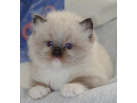 Full şecereli ragdoll yavruları