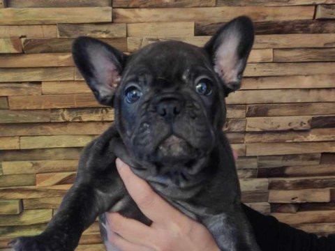 Sağlık ve ırk garantili french bulldog yavrularımız