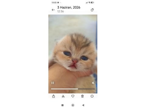 Golden ny25 ayı surat kedimiz