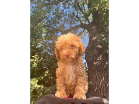 Maltipoo yavrular adrese gönderim ve kapıda ödeme vardır