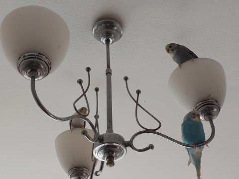 Yavru ve çift muhabbet kuşları