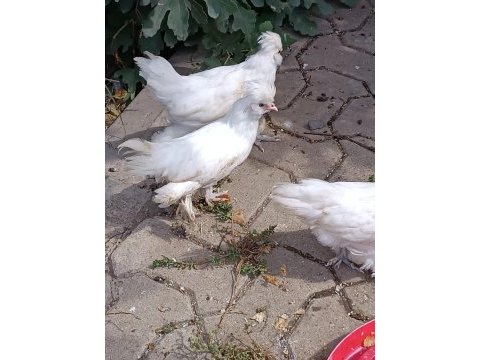 Sultan 5 parmak horoz