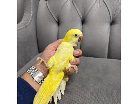 Bebek monk papağanı mutasyon sarı