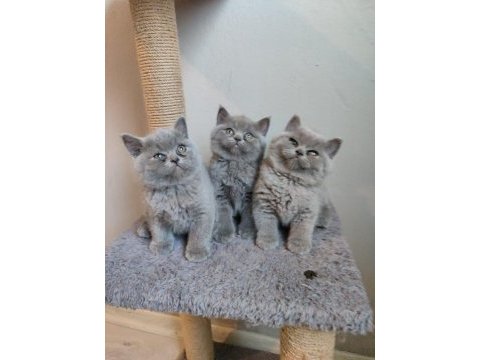 Ayıcık safkan british shorthair yavrularımız