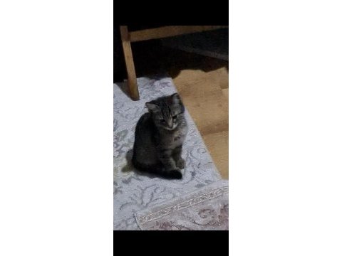 Sokakta bulduk annesı bırakmıs yavru kedı oyuncu