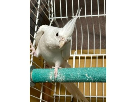 Albino lutino kafes sultan
