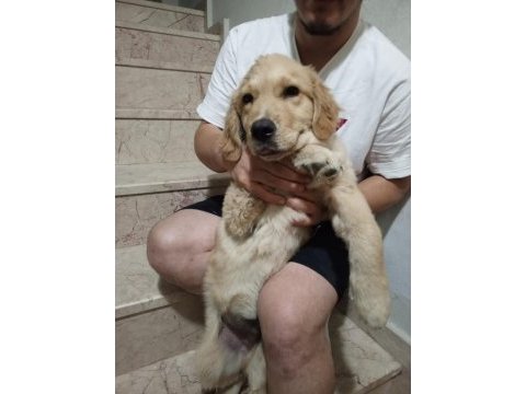 4.5 aylık erkek golden retriever