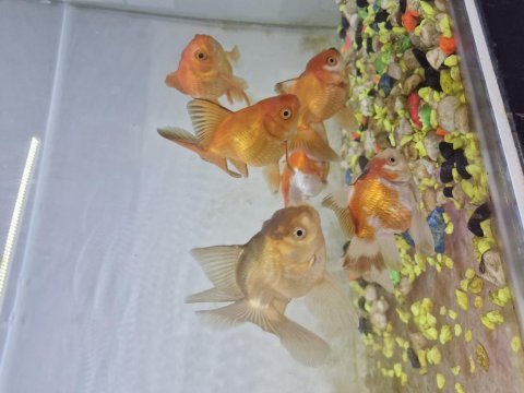 Oranda japon balığı