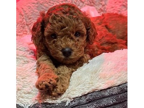 Ruhsatlı köpek çiftliğinden toypoodle yavrularımız 